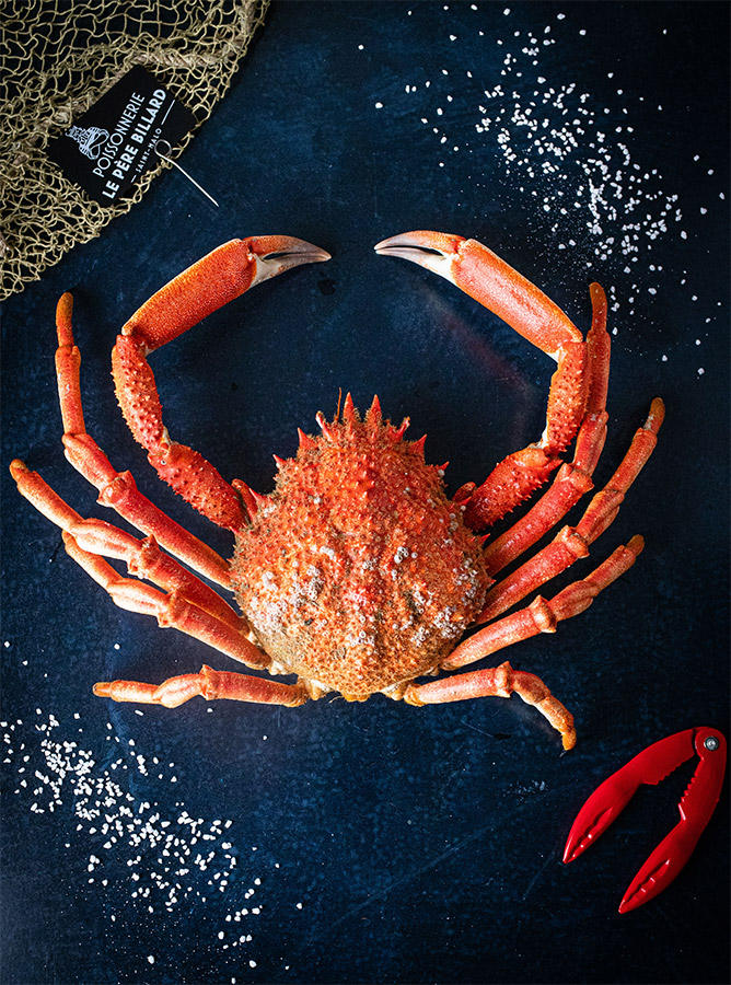 Araignée de mer, crustacés à Saint-Malo et Dol-de-Bretagne