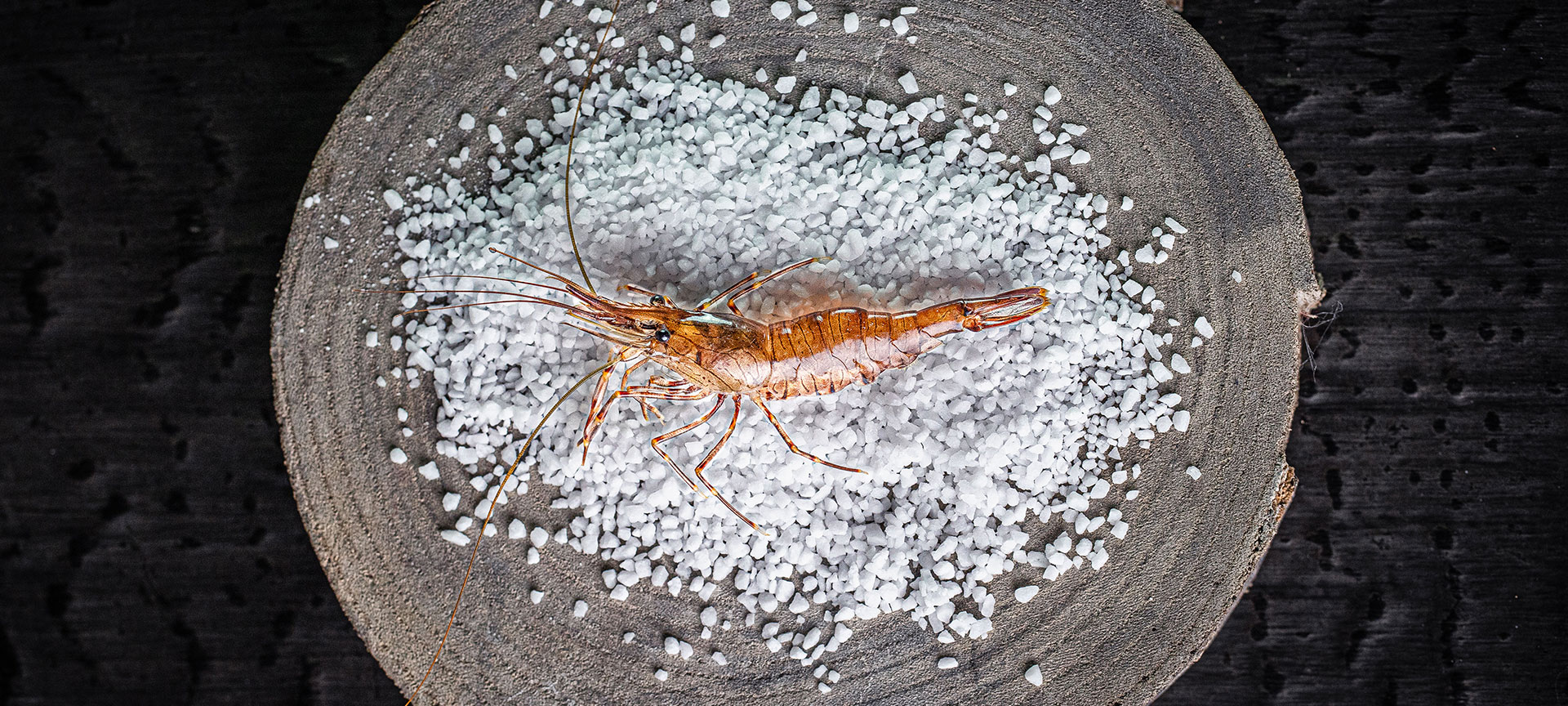 Poissonnerie à Saint-Malo & Dol de Bretagne